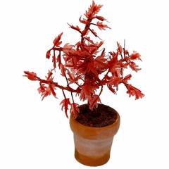 Image of <b>NEW:</b> Acer Pot